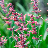 Agastache 'Fleur'