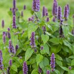 Agastache foeniculum