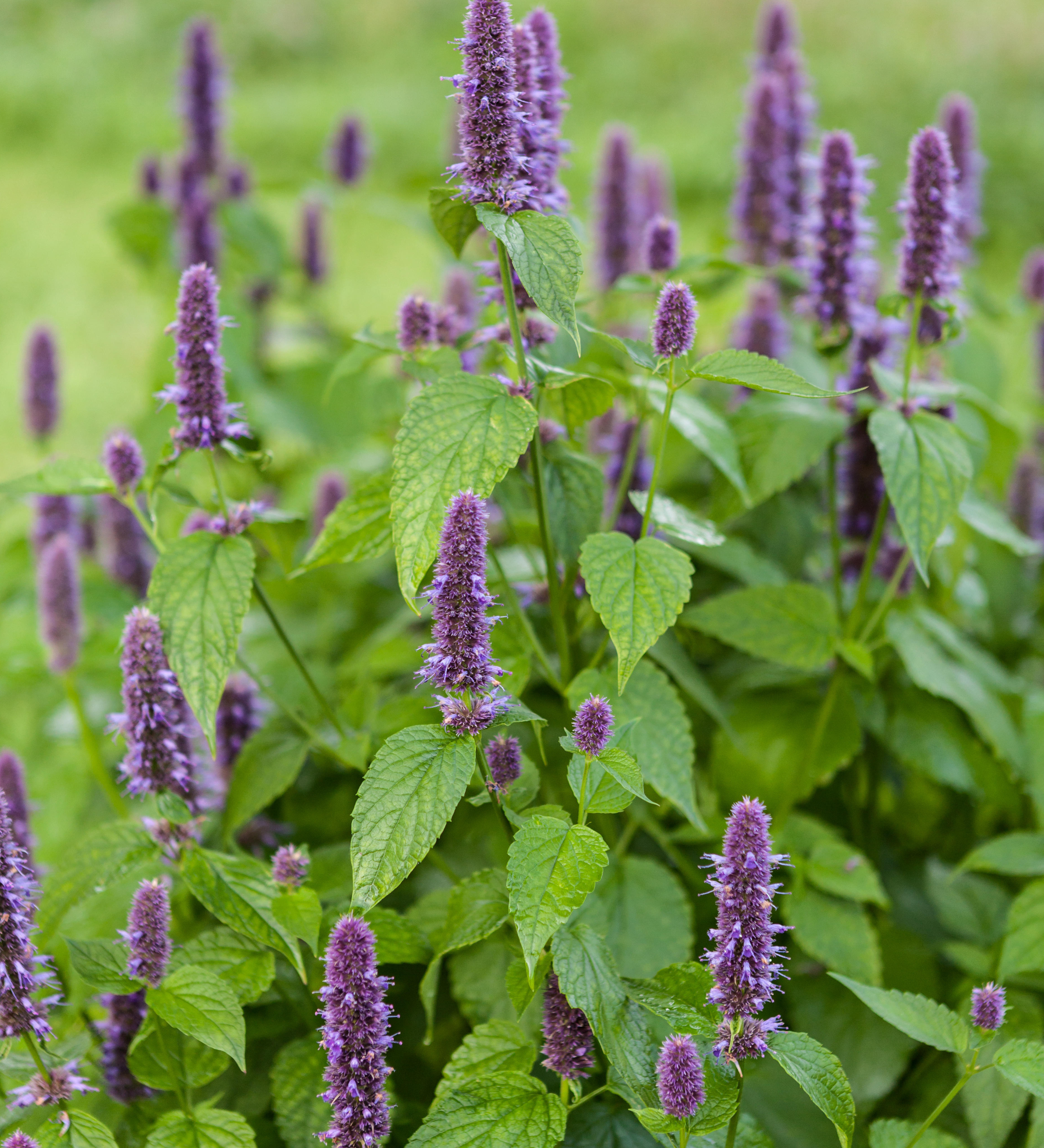 Agastache foeniculum