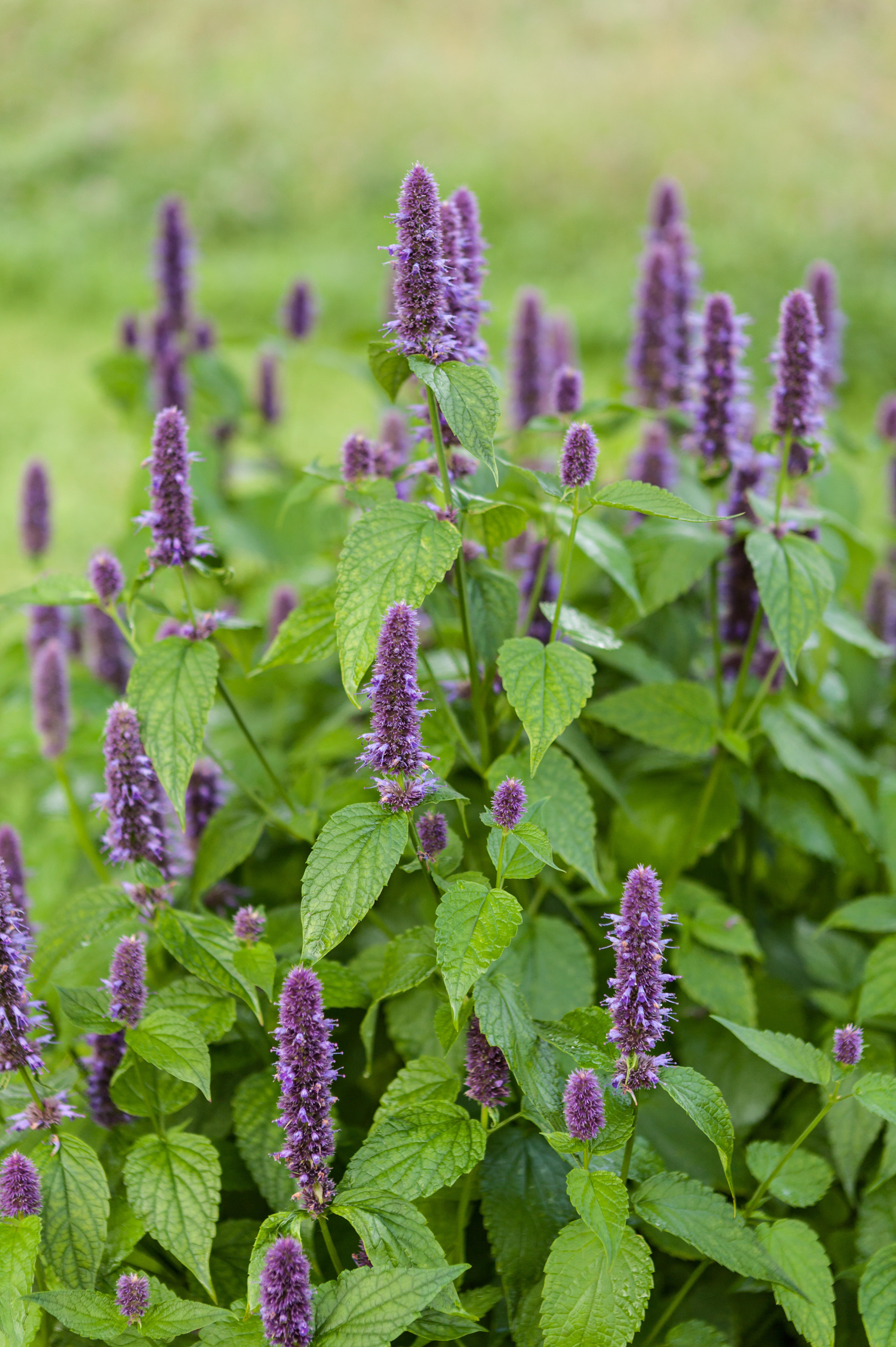 Agastache foeniculum