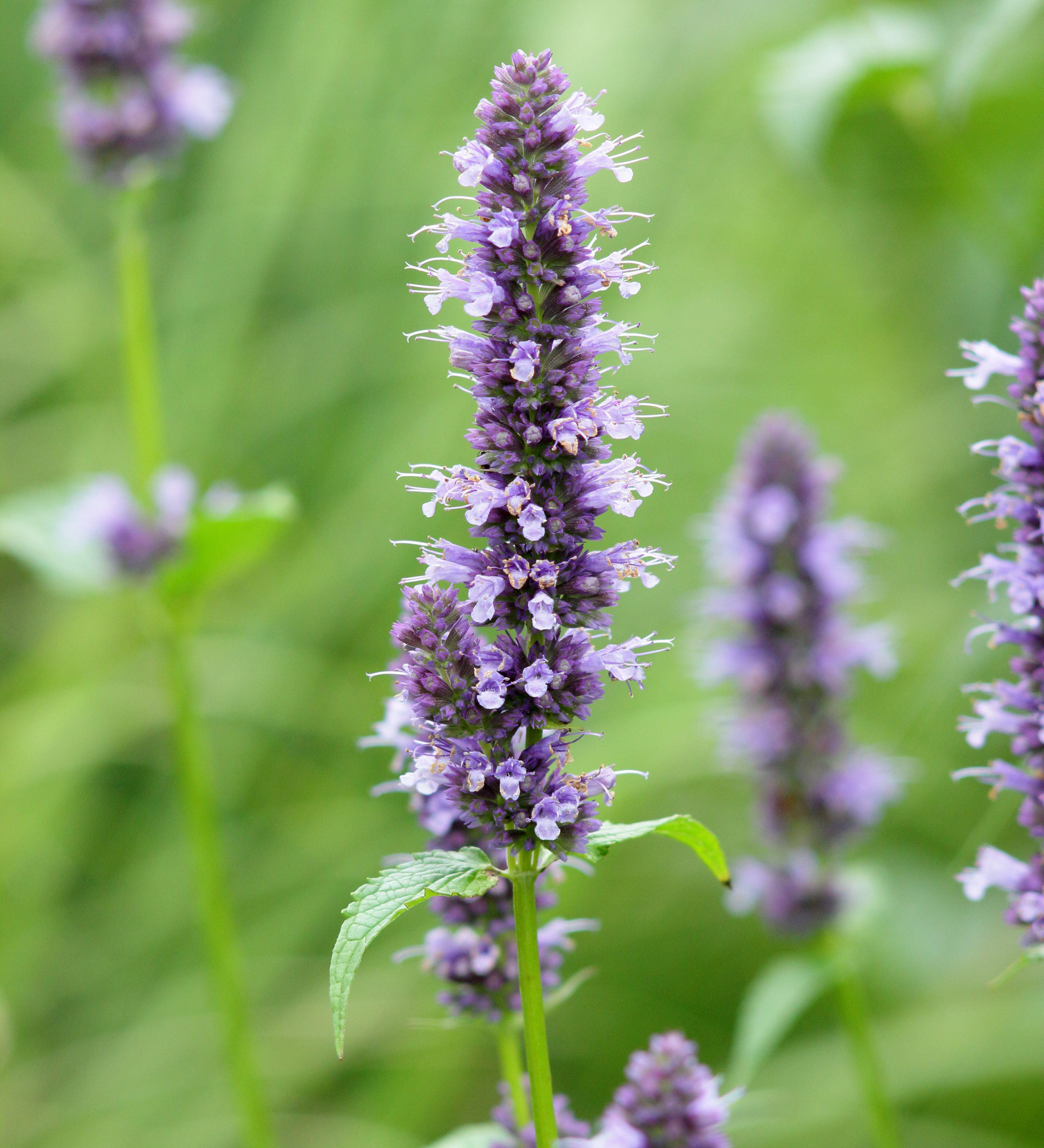 Agastache foeniculum 'Black Adder'