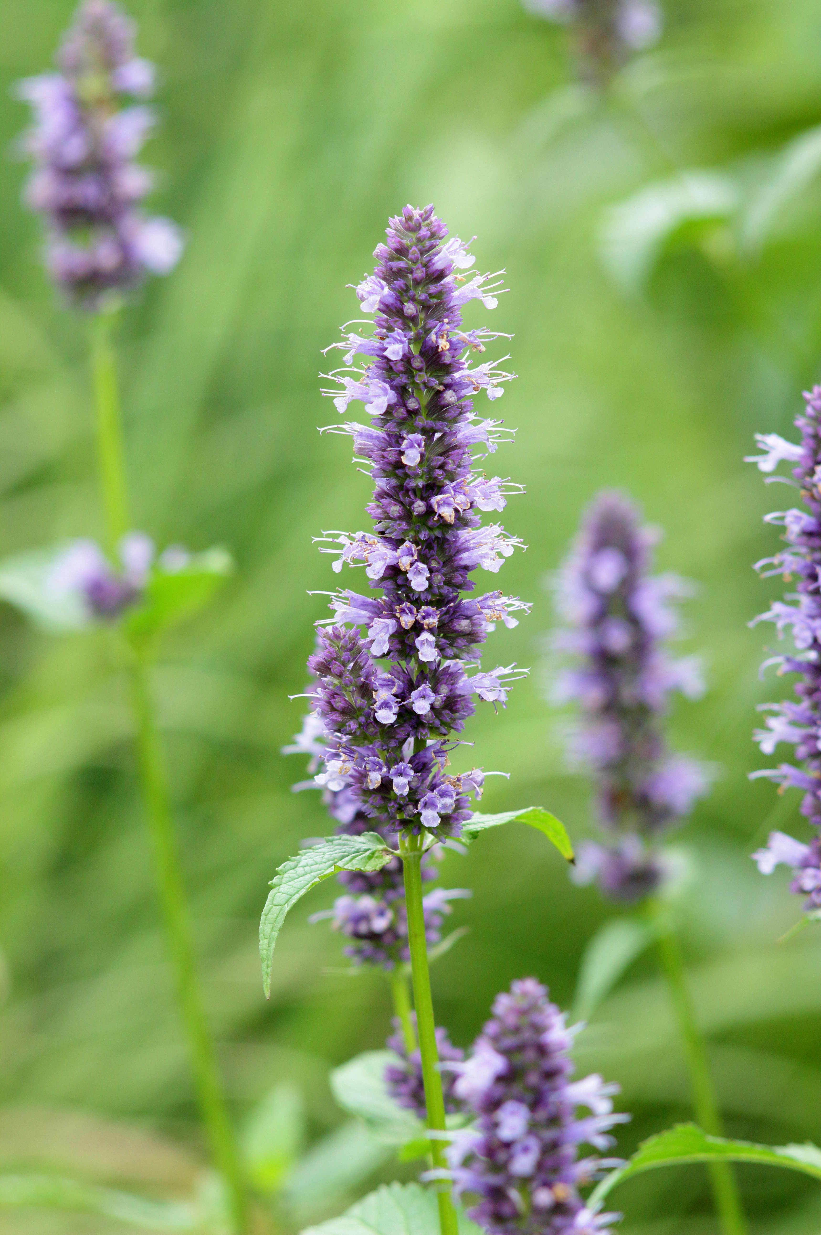 Agastache foeniculum 'Black Adder'