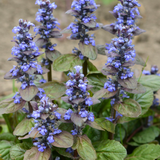 Ajuga replans