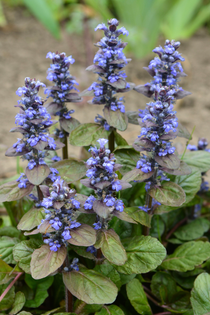 Ajuga replans