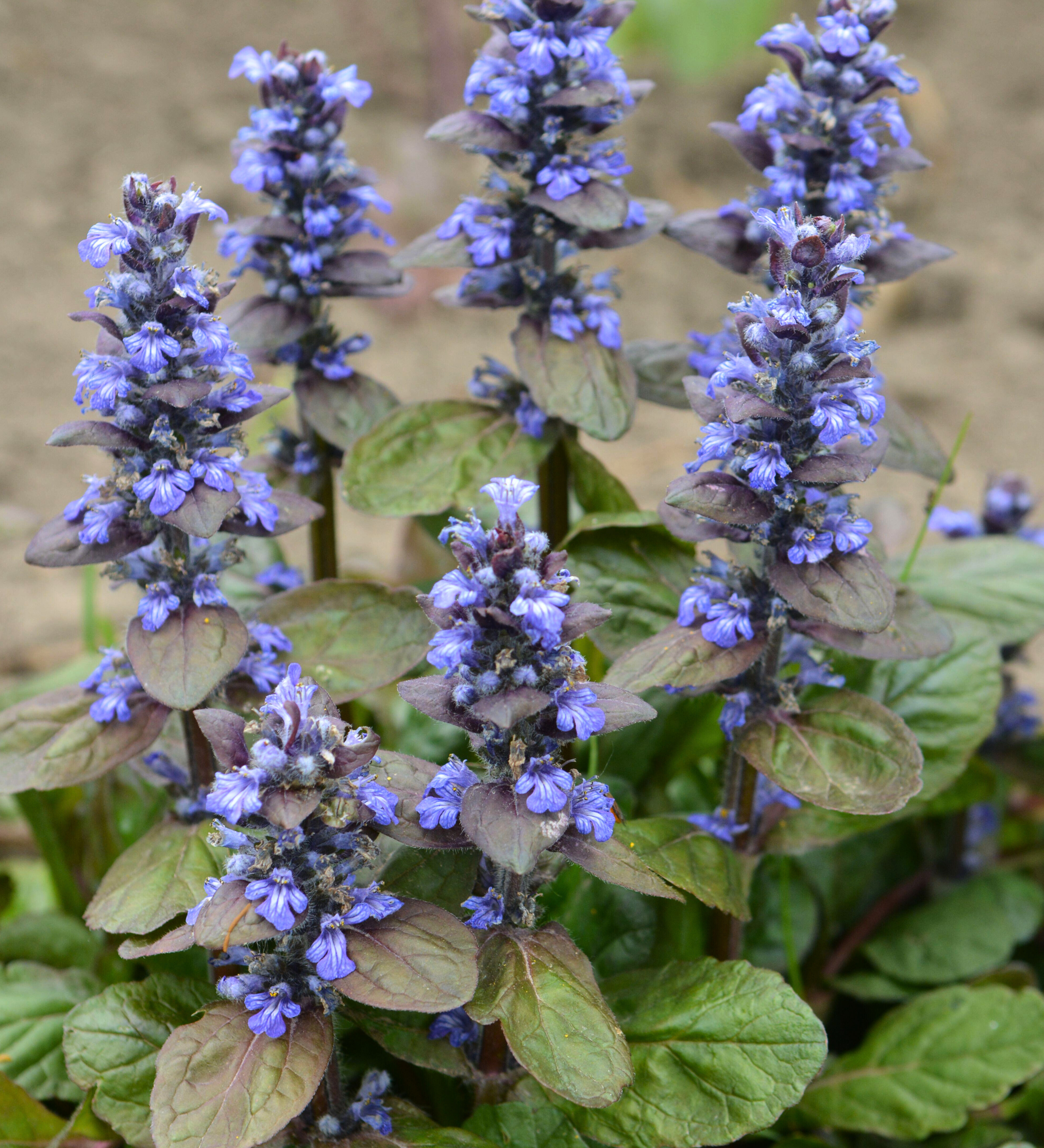 Ajuga replans