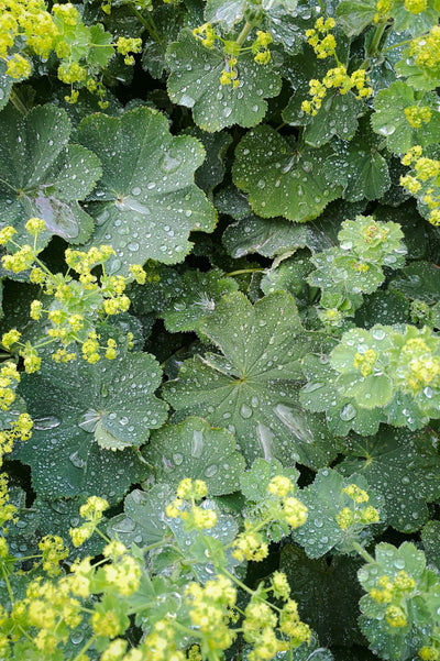 Alchemilla mollis