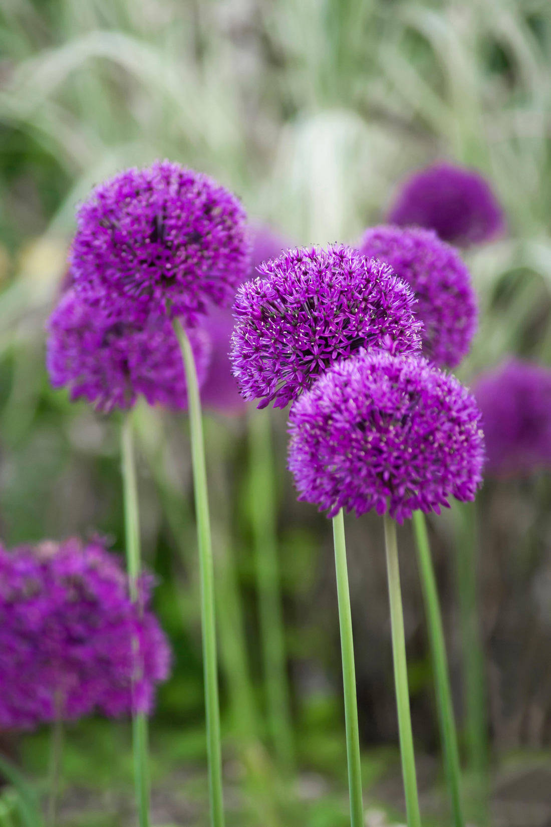 Allium &