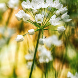 Allium neapolitanum