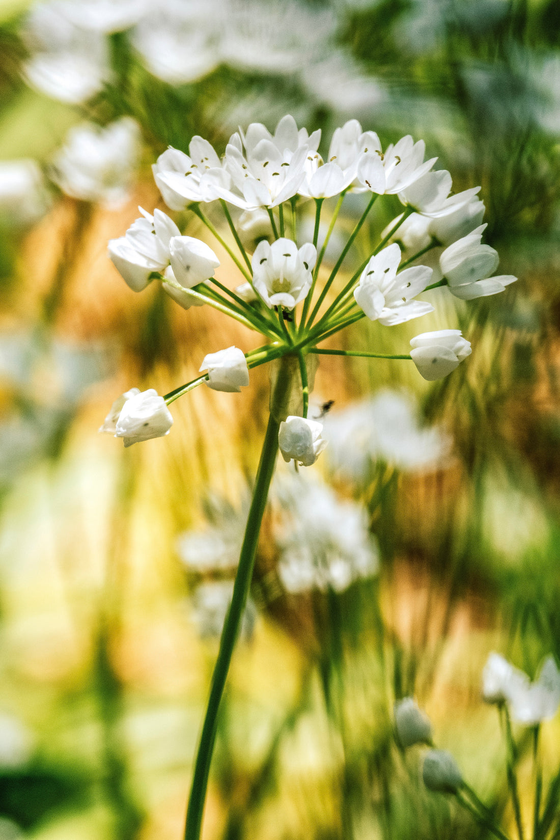 Allium neapolitanum