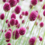 Allium sphaerocephalon