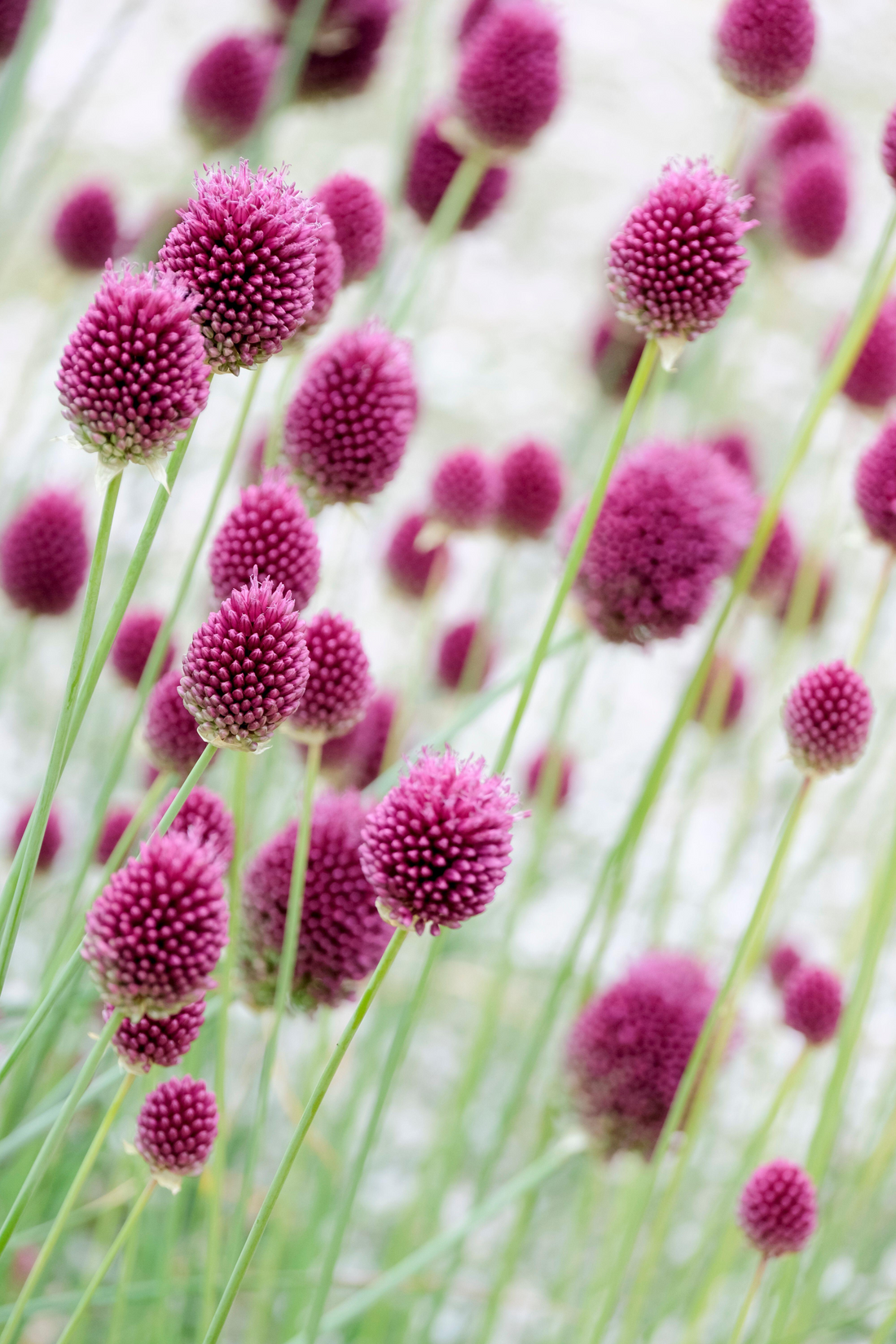 Allium sphaerocephalon