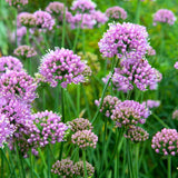 Allium senescens 'Lisa Blue'