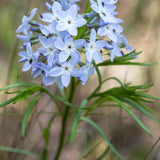 Amsonia ciliata - blauwe ster vaste plant