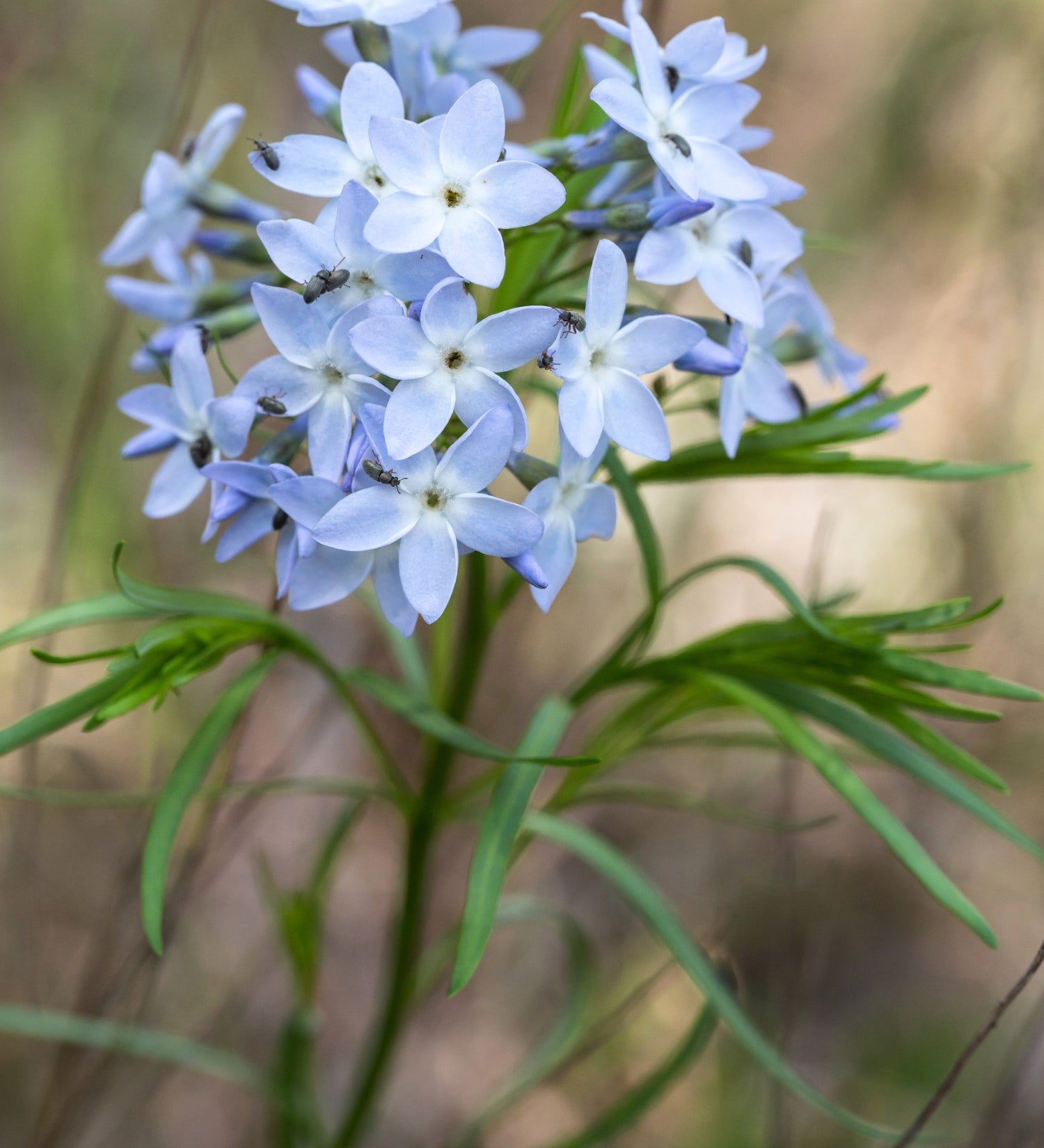 Amsonia ciliata - blauwe ster vaste plant