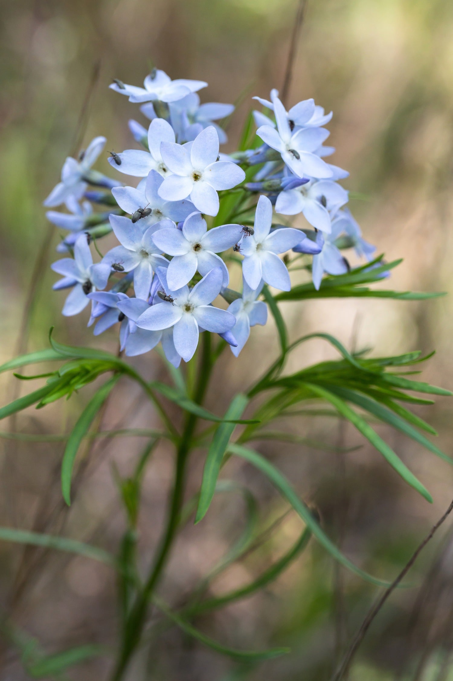 Amsonia ciliata - blauwe ster vaste plant