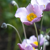 Anemone hybrida 'Cloudy Abundance'