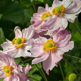 Anemone hupehensis 'Pocahontas'