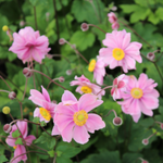 Anemone hybrida 'Serenade' - herfstanemoon vaste plant