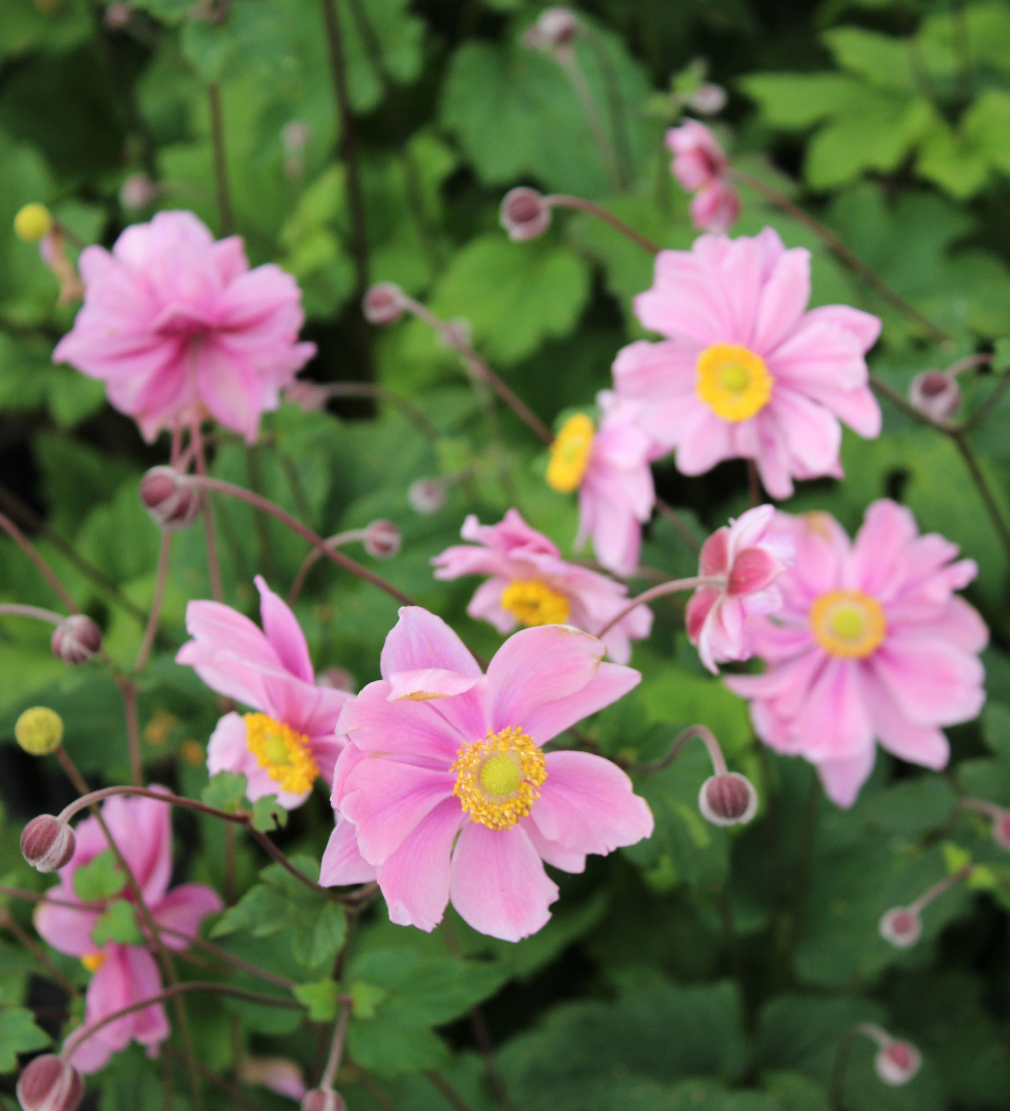 Anemone hybrida 'Serenade' - herfstanemoon vaste plant