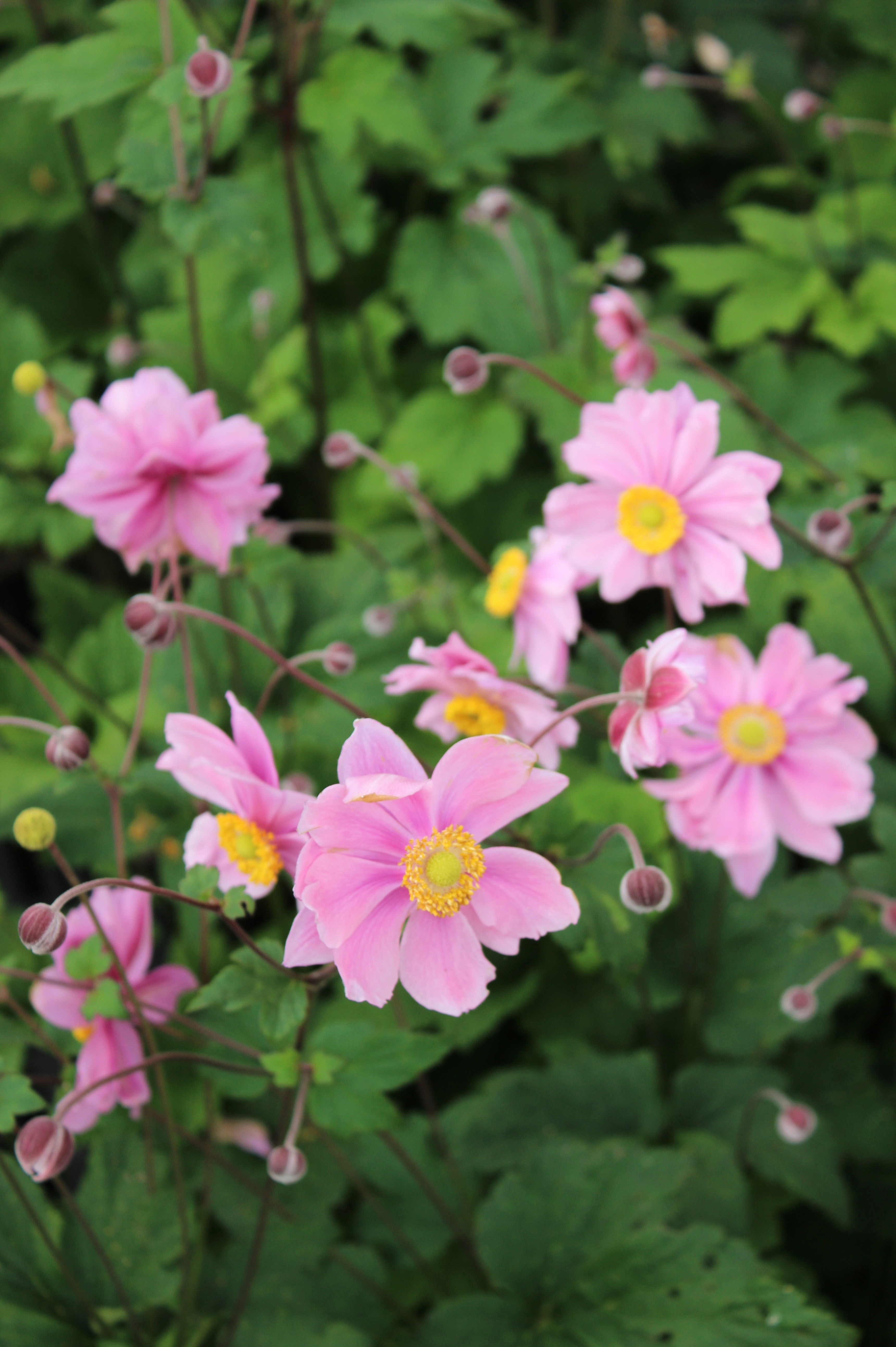 Anemone hybrida 'Serenade' - herfstanemoon vaste plant