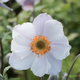 Anemone hybrida (x) 'Elfin Swan'