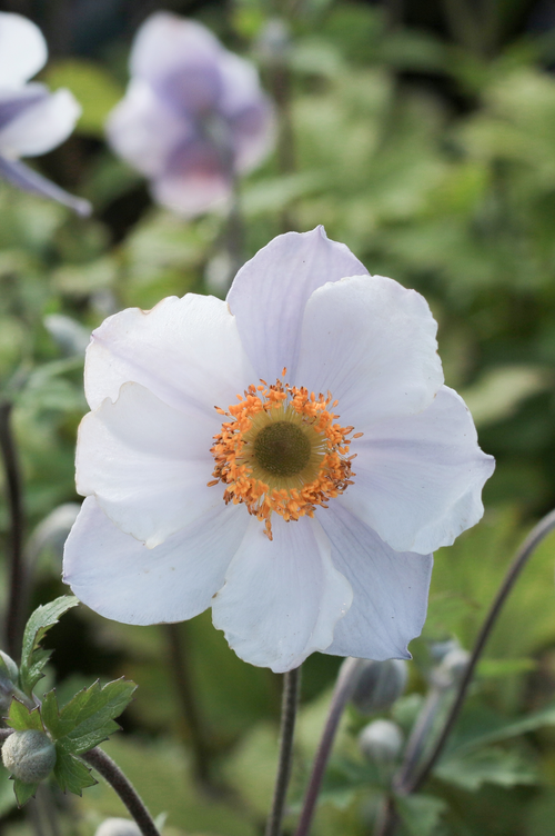 Anemone hybrida (x) 'Elfin Swan'