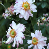 Anemone hybrida (x) 'Frilly Knickers'