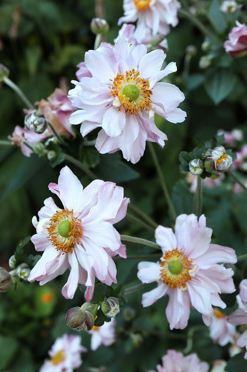 Anemone hybrida (x) 'Frilly Knickers'