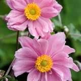 Anemone hybrida 'Königin Charlotte'