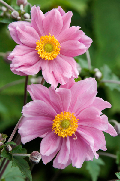 Anemone hybrida 'Königin Charlotte'