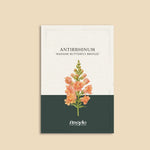 Antirrhinum majus 'madame butterfly bronze'-Angelo