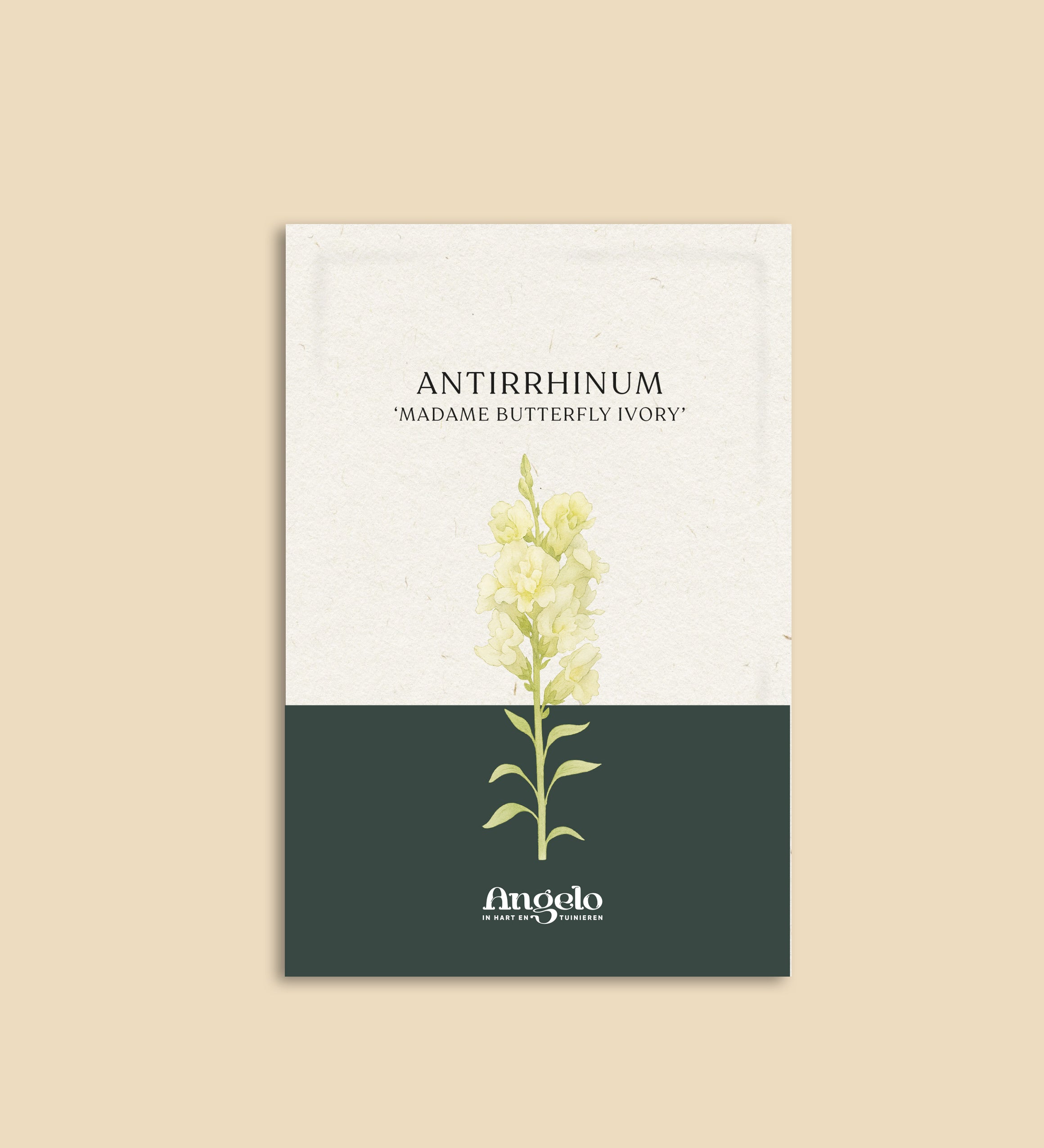 Antirrhinum majus 'madame butterfly ivory'-Angelo
