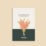Antirrhinum majus 'potomac orange'-Angelo