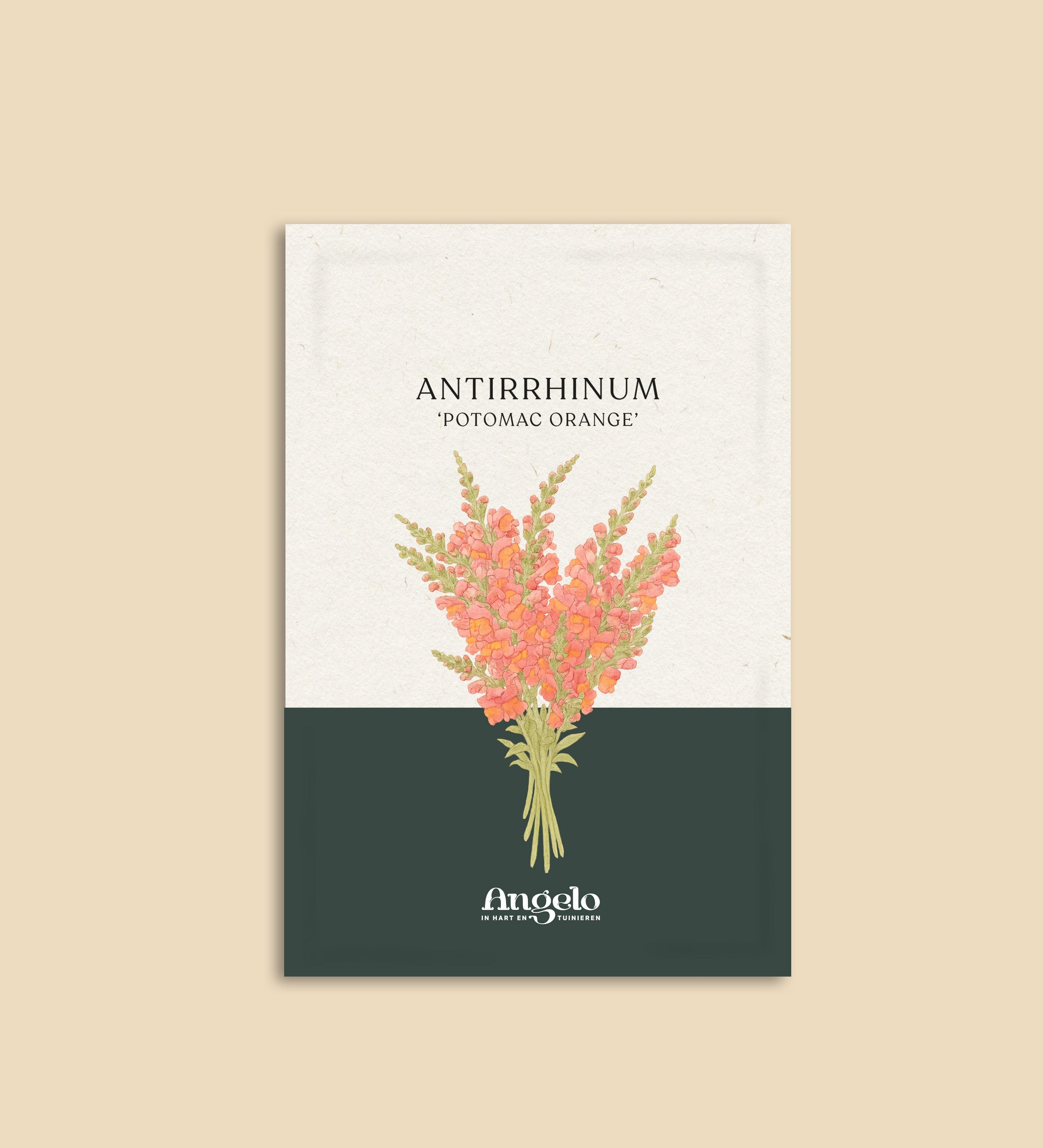 Antirrhinum majus 'potomac orange'-Angelo