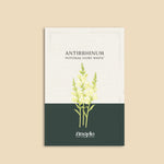 Antirrhinum majus 'potomac ivory white'-Angelo