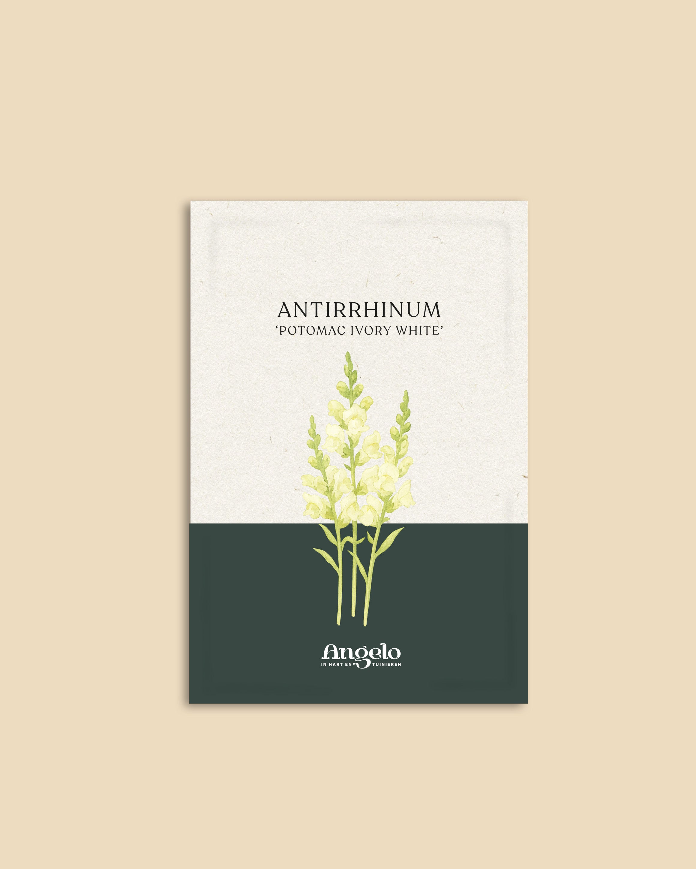 Antirrhinum majus 'potomac ivory white'-Angelo