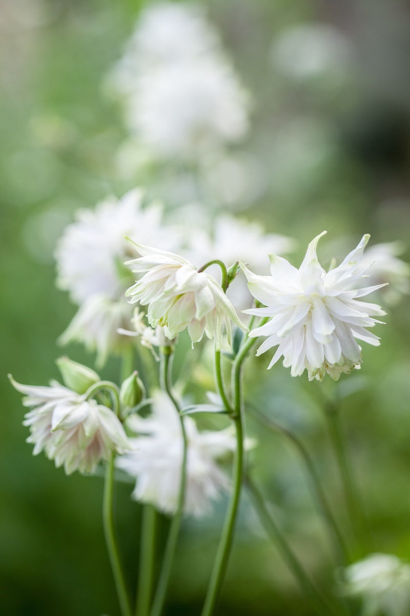 Aquilegia vulgaris &