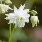 Aquilegia vulgaris 'White Barlow' - akelei vaste plant