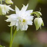 Aquilegia vulgaris 'White Barlow' - akelei vaste plant