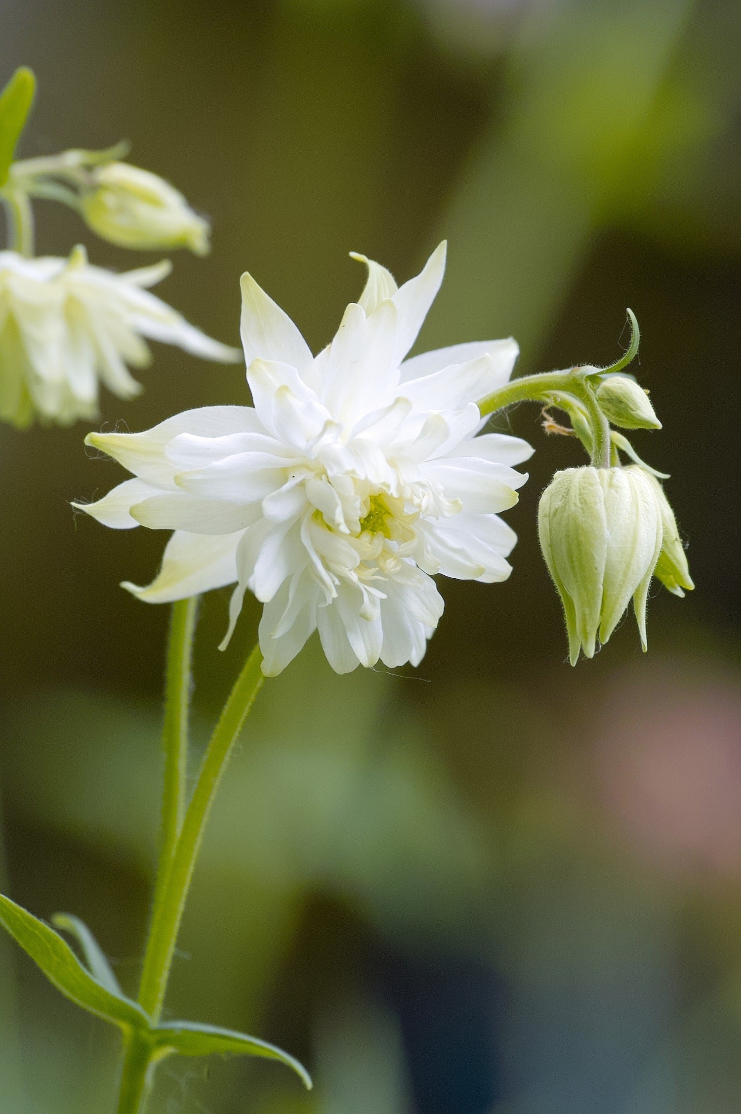 Aquilegia vulgaris 'White Barlow' - akelei vaste plant