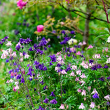 Aquilegia vulgaris 'Grandmother's Garden'