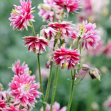 Aquilegia vulgaris 'Nora Barlow'