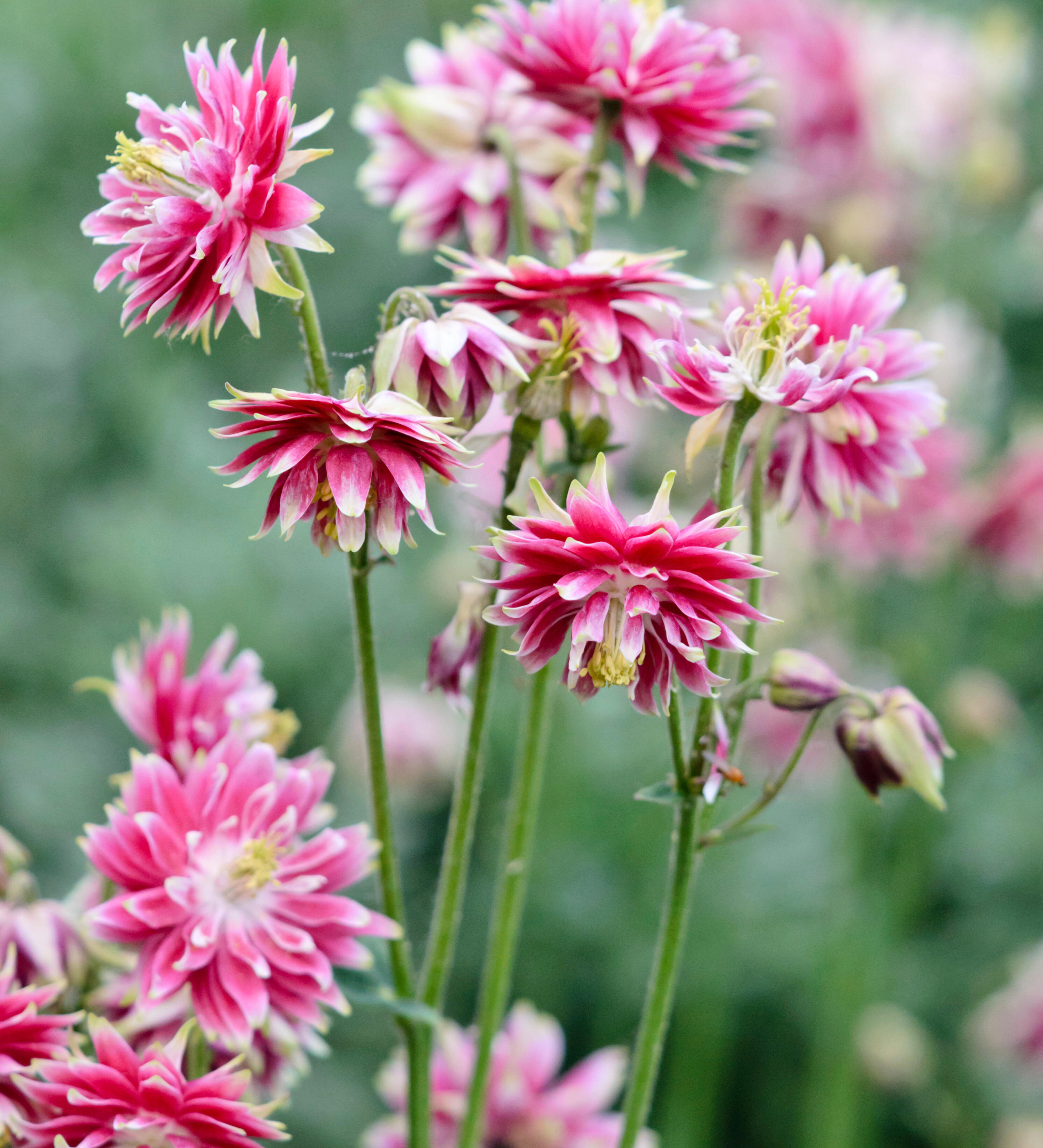 Aquilegia vulgaris 'Nora Barlow'