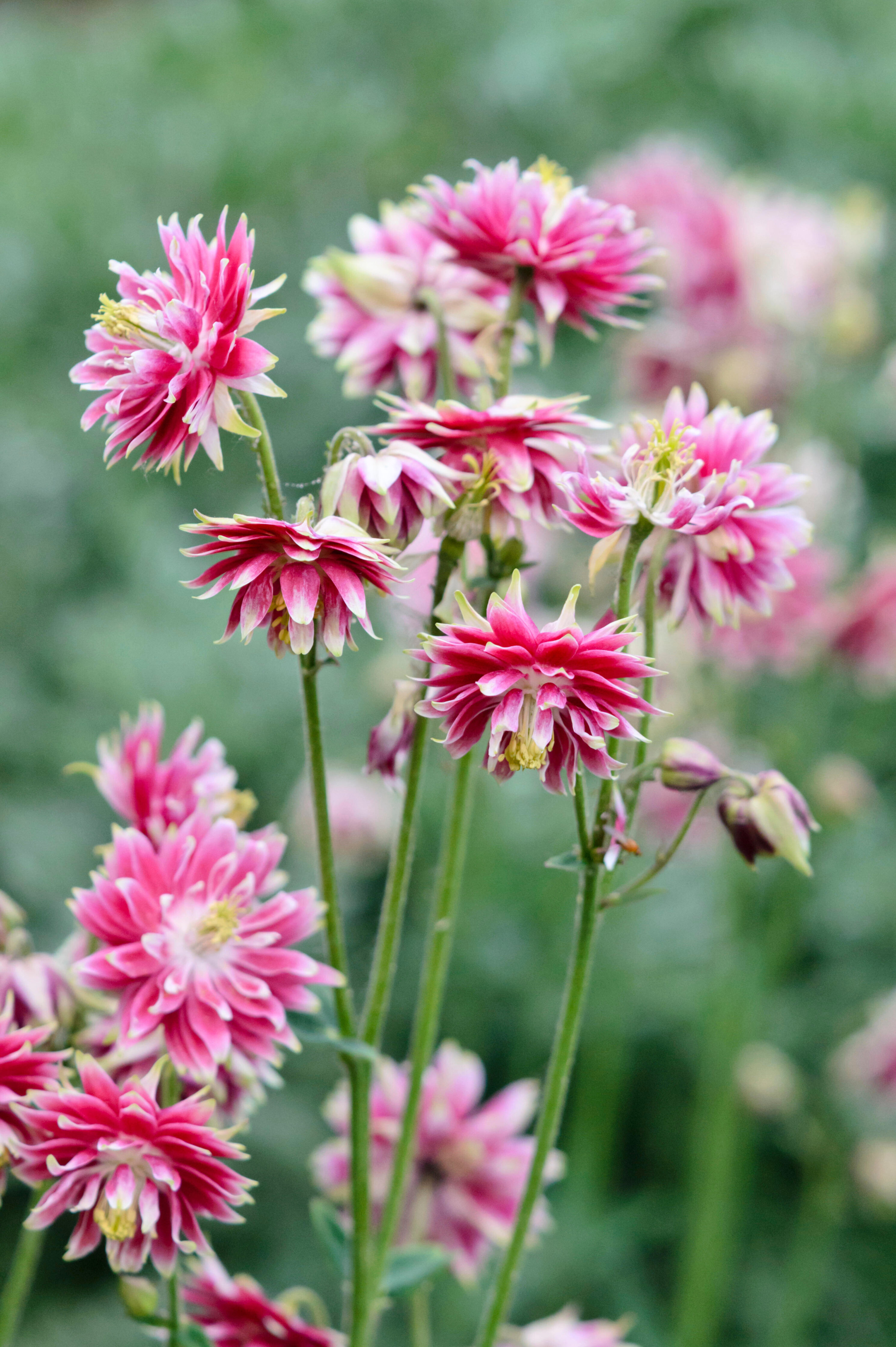 Aquilegia vulgaris 'Nora Barlow'