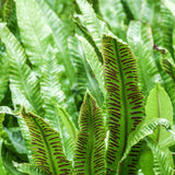 Asplenium scolopendrium