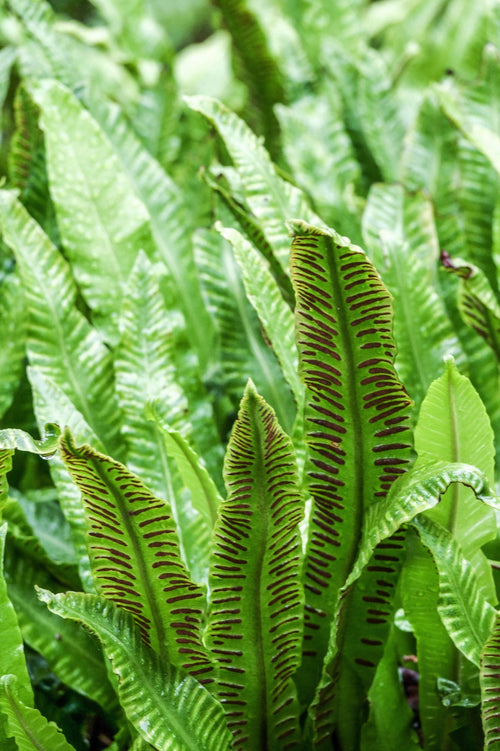 Asplenium scolopendrium