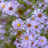 Aster 'Eleven Purple'