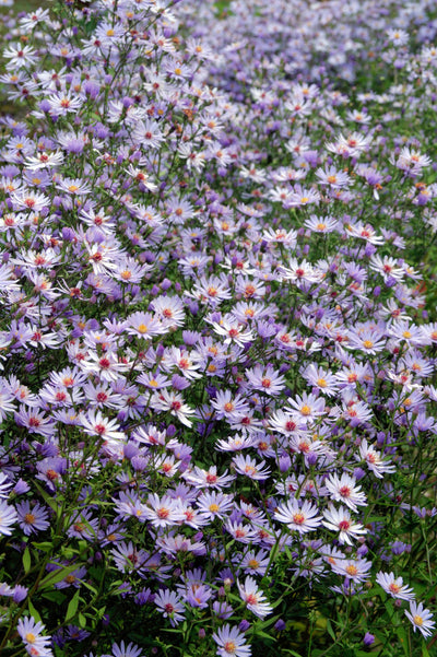 Aster 'Little Carlow'