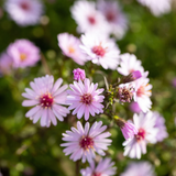Aster 'Small-Ness'