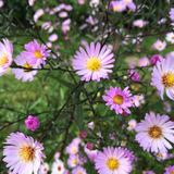 Aster 'Vasterival'